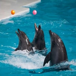 dolphinpark1036